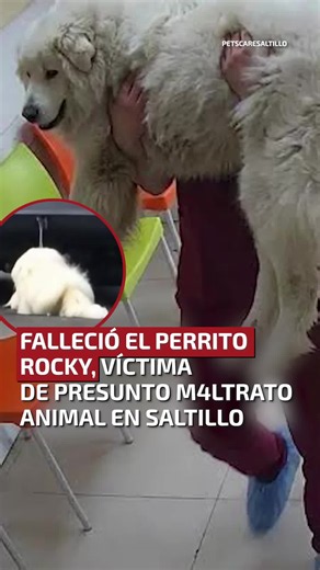 La Fiscalía de #Coahuila acudió al hospital veterinario con un notario público para dar fe de la entrega del cuerpo del perrito #Rocky e integrarlo a la carpeta de investigación en contra de Liliana “N”, presunta responsable de las lesiones que le provocaron la mu3rte. Además, el veterinario Humberto Baca anunció acciones legales por presunta difamación tras las acusaciones y amenazas dirigidas contra el personal de la clínica durante los días que el lomito permaneció hospitalizado. #unotv #TikT