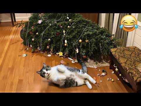 Best Cat Compilation of the Year 😹 | Cat Fails, Fights & Cuteness - 2026