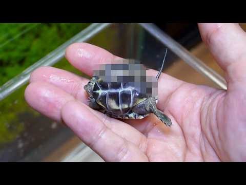 甲羅がねじれた可哀想な亀を飼育する