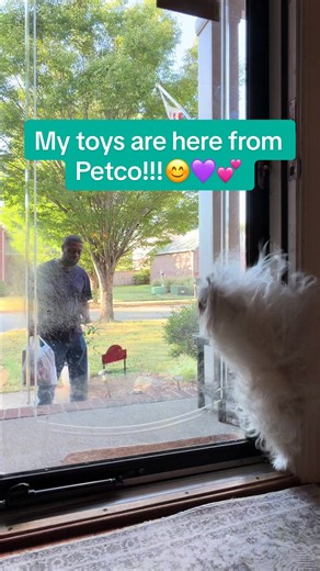 OMG my toys are here from Petco!!!😊💜💕 #petco #malteseoftiktok #delivery #Kong #dogsoftiktok