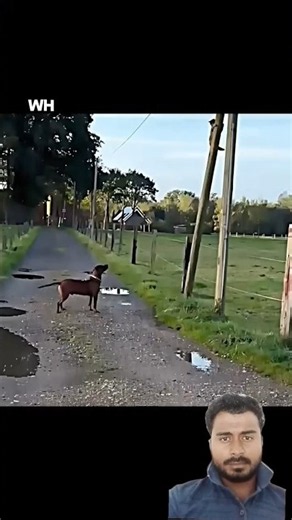 The Squirrel Outsmarts the Dog! 🐿️🐕 | Amazing Animal Chase #Shorts