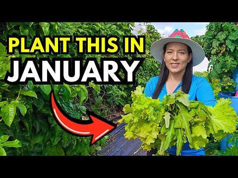 Plant These Crops in January for Zones 8, 9, 10, 11