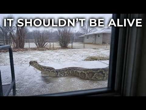 Pythons Are Surviving Florida's Worst Freezes — And Scientists Just Found Out Why