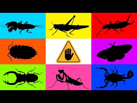 Insect: Isopoda, Mole Cricket, Moss Katydid, Mantis, Earwigs, Moth, Scorpions, SNAKE, Stag Beetle