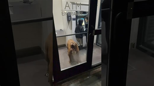 A suspicious man is scared off by a giant pitbull