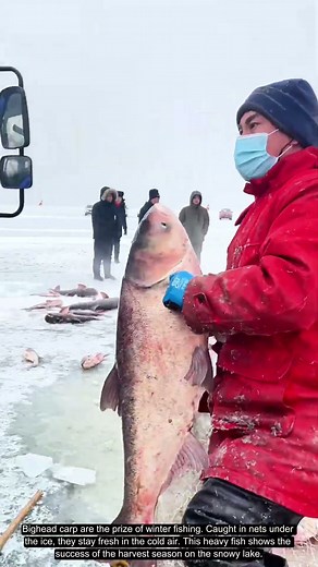 Huge Prize! Fisherman Holding a Giant Carp on Ice