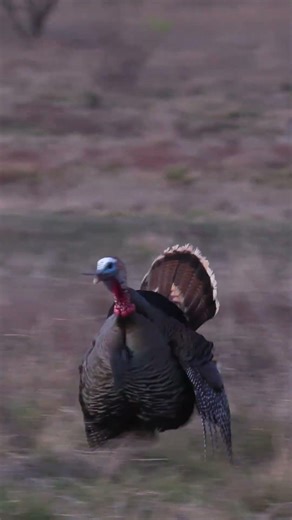 INSANE ROOST HUNT! Full Video is Live Now!