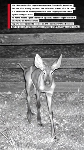 What the Chupacabra Actually Looks Like in Latin American Folklore 🐐🌵👹