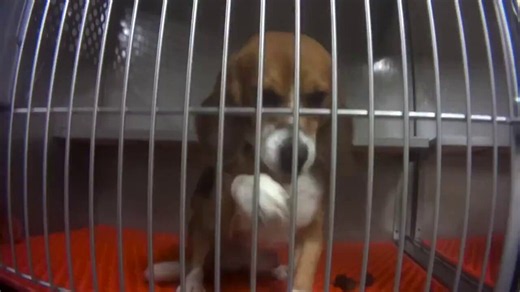 Congressional hearing: Fauci funded experiments which ripped out the vocal cords of beagle puppies to prevent them from crying when parasitic sand flies were put to infest their faces. The Public: FAUCI IS A HERO!
