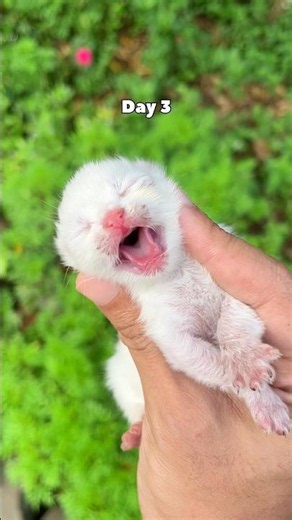 Timelapse cute kitten ❤️ #cat #kitten #catvideos #kucinglucu #timelapse