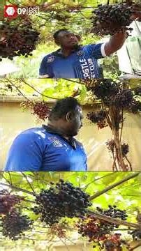 ഉണങ്ങിയ ചെടിയിൽ നിന്ന് തളിരിട്ടുവന്ന സ്വപ്നം; പിറവംകാരന്റെ കമ്പോഡിയന്‍ മുന്തിരി കൃഷി സൂപ്പറാ | GRAPE