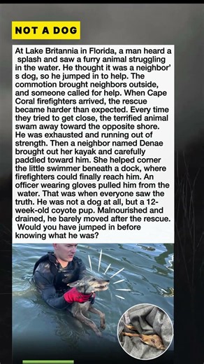 They Thought They Were Saving A Dog #Shorts #CoyoteRescue #AnimalStory