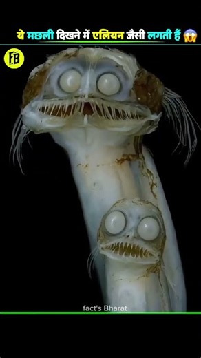 This Fish Looks Like an Alien! 😱🐟