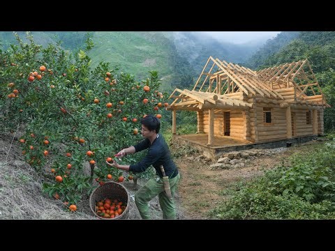 Harvesting tangerines to maket sell, Building ROOF Structure for Log Cabin, Alone Building Cabin