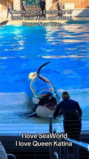 Orca😘🐬SeaWorld dolphin's show live#sealife#animals#orcaencounter#shortvideo#shorts#viral @olivershow