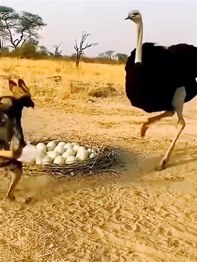 Funny Wildlife and Animal Fails Compilation — Best Funny Animal Moments