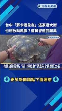颱風前離家出走! 台中"象龜"逃家逛大街員警逮回－民視新聞