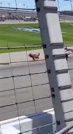 Pack of Dogs Runs Onto NASCAR Track Mid-Race 🏁 Daytona Beach, Florida — Sunday, Spring 2025 Shaky smartphone footage from the grandstands shows a startled pack of dogs sprinting across the track during a live race. Drivers slow and swerve as officials rush in, all captured in bright afternoon light. Race control halted the action immediately, and officials confirmed no one was injured. The dogs were safely removed from the track within minutes. What would you do if this happened during a race? 