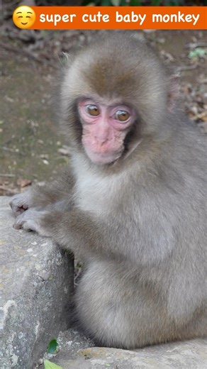 小豆島A群という野生の王国でみなしご猿テンテンとの出会いはパンチくん（punch）級の衝撃 #babymonkey #ニホンザル #お猿の国 #小豆島ワイルドモンキーパーク #パンチくん #punch