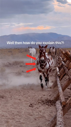Chunky AND Moody?!? There can be only 1 Explanation! 🤰🧐 #horse #horses #mules #western #ranchlife