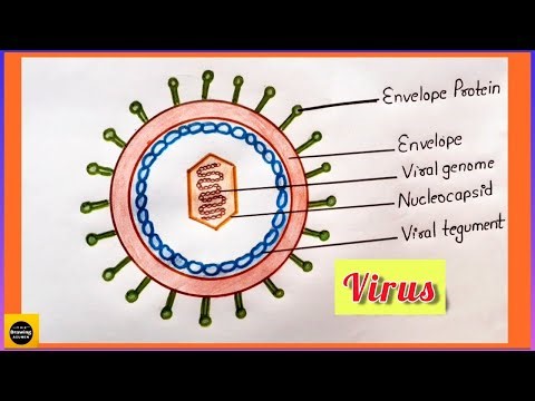 How to draw Virus diagram easily for beginners step by step || ‪@TheDrawingAcumen‬