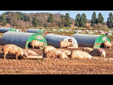 From Piglets to Pork: Inside Massive Pig Farms & High Tech Processing Plants