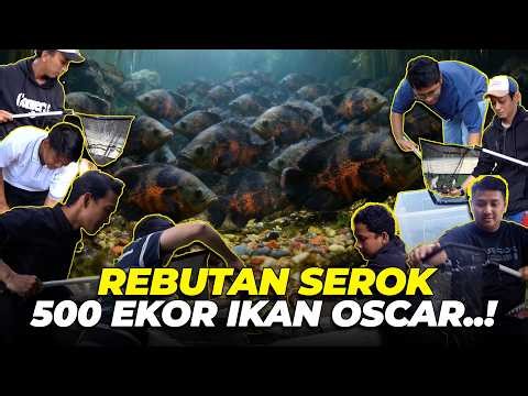 SYOKKK..!! SEROK 500+ EKOR IKAN OSCAR SEPUASNYAAAA..!!!