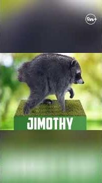 Jimothy the raccoon: The internet's viral sensation