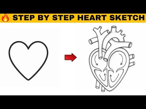 How to Draw a Human Heart Step by Step ❤️ | Easy Human Heart Drawing Tutorial for Beginners