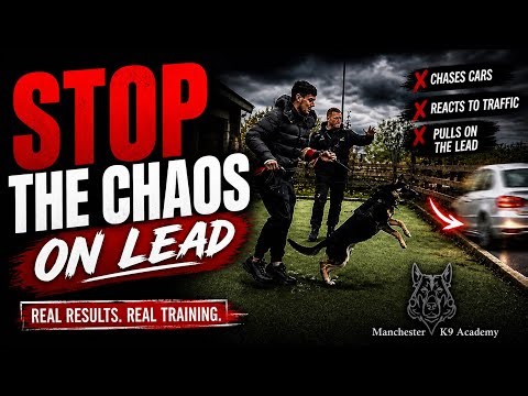 STOP Your Dog Chasing Cars (Fix Lead Reactivity FAST)