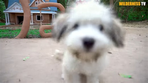 Watch cold hungry dog, rabbit, and turtle finally feel safe in their new homes