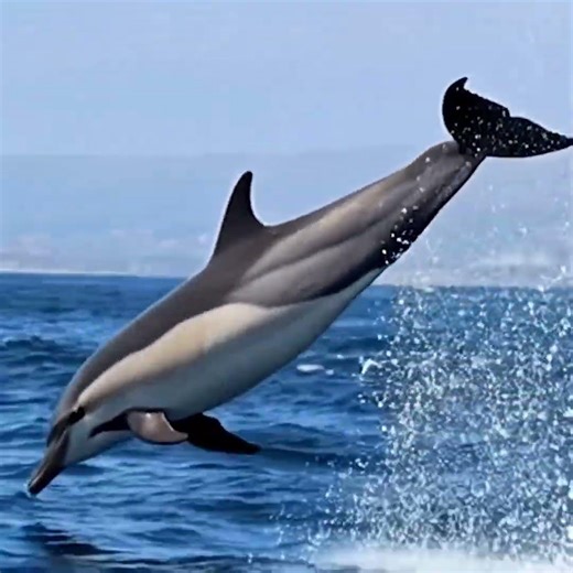 7 Amazing Types of Dolphins You Didn’t Know Exist! 🐬