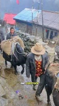 Human relay for steel cable transportation in mountainous areas