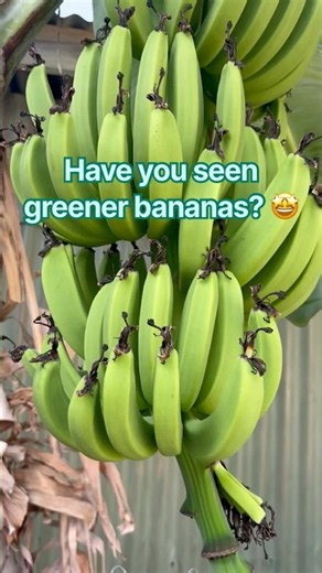 🌱🍌 Nature’s Beauty #Barbados #island #caribbean #naturalliving