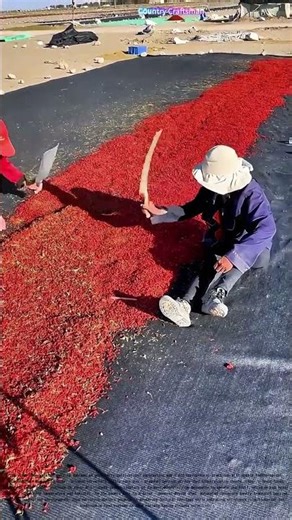 Sun - Dried Gold: Traditional Techniques Meet Modern Innovation in Goji Berry Harvesting