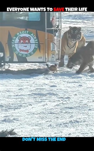 Tiger V/S Rooster #viralshorts #viralytshorts #shorts #animalshorts #ytshorts #wildlife #animal