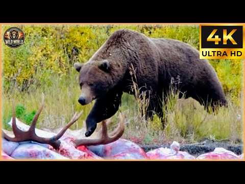 Craziest Grizzly Bear Attacks Ever Caught On Camera | Animal Documentary #190