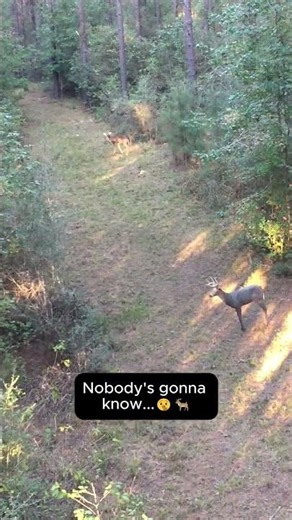 Hunting over a deer decoy...Nobody's gonna know 🦌🤫 #deerhunting #outdoors #deer