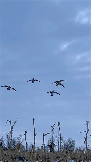 Simple Goose Calling… and They Commit PERFECTLY! 🦆🔥 #shorts