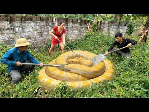 Brave Expert Rescues Young Girl from a Giant Golden Python in Abandoned House