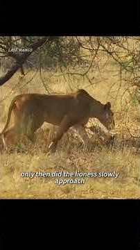 This lioness single-handedly raised a young antelope. #animals