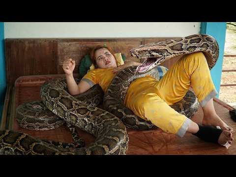 72 hours facing danger - girl faints upon discovering giant python on her bed