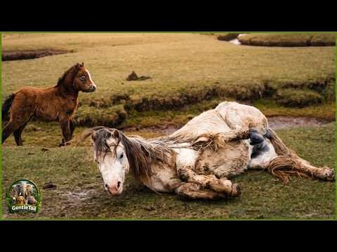 We Thought This Foal Was Running From Us, She Was Running For Help
