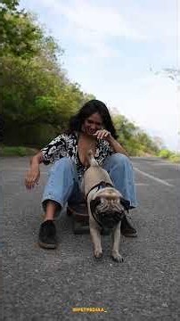 pug #petpediaa #dogsofindia #pug #sarcastic