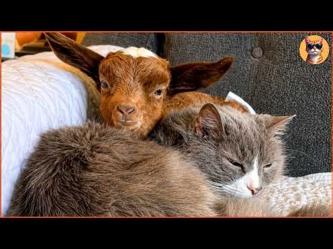 Baby Goat Raised By A Cat — But She Doesn’t Act Like a Goat Anymore