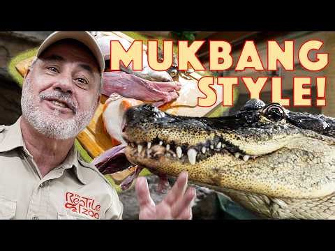Darth Gator Gets a Feast Mukbang Style😳