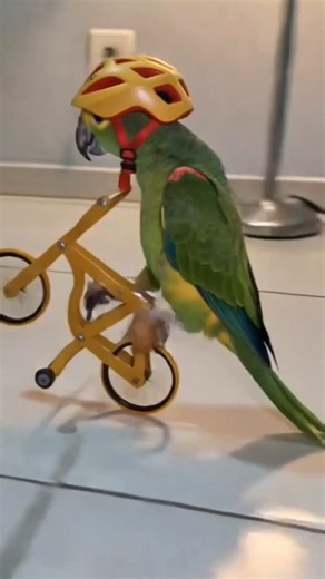 PARROT DRIVE A CYCLE 🥵! #pets #birds