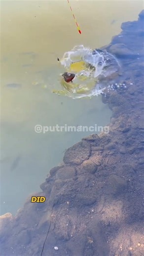 Fish EXPLODES at the Edge! 💥💦 Insane Last-Second Strike (Wait for 0:12)#fishing#fishingvideo#shorts