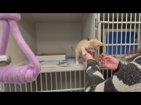 North Texas animal shelters host National Adopt-a-Shelter Pet Day