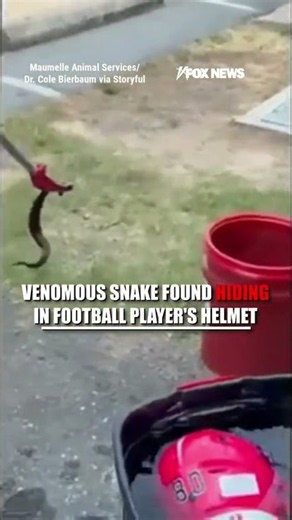 Venomous SNAKE found HIDING in football player's helmet #shorts #viral #football #snake
